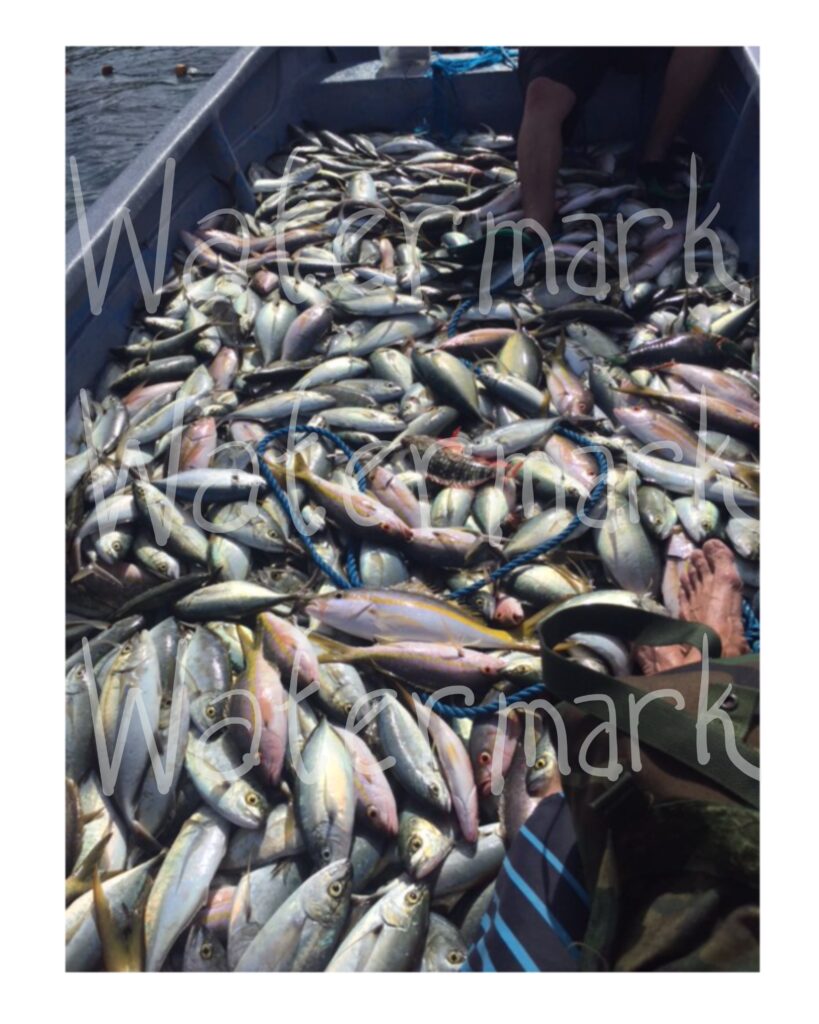 Boat of fish