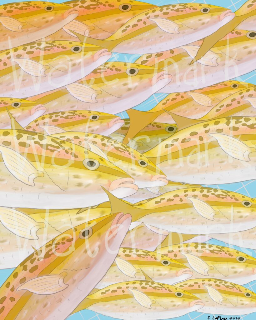 Wall of yellowtail