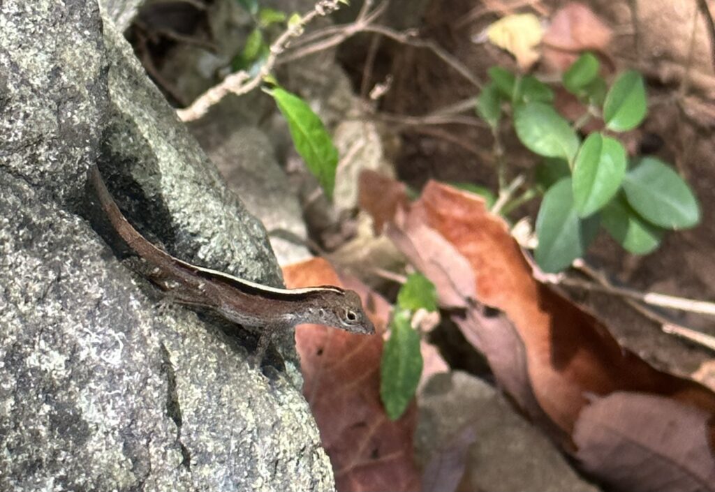 This is a common lizard.